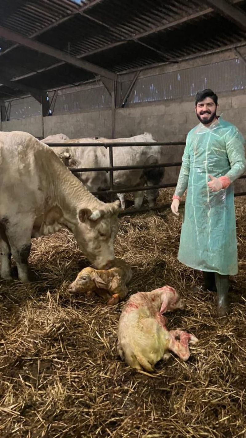 Dr Joseph with newborn twin calves and their mother in a straw-bedded barn